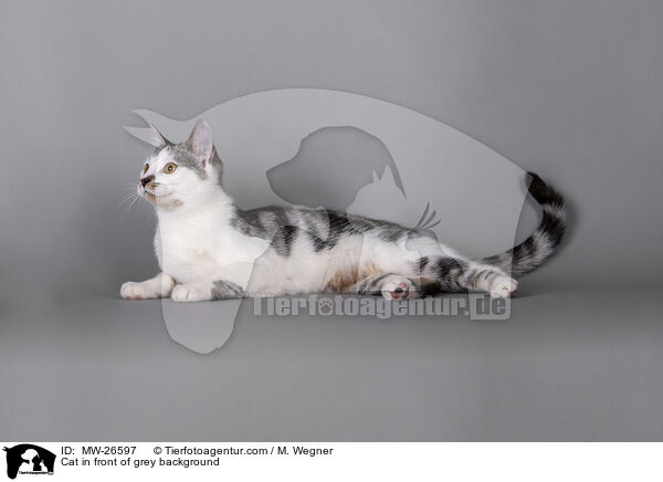 Katze vor grauem Hintergrund / Cat in front of grey background / MW-26597