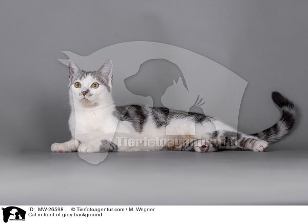 Katze vor grauem Hintergrund / Cat in front of grey background / MW-26598