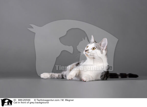 Katze vor grauem Hintergrund / Cat in front of grey background / MW-26599