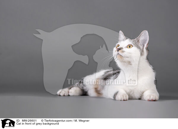 Katze vor grauem Hintergrund / Cat in front of grey background / MW-26601