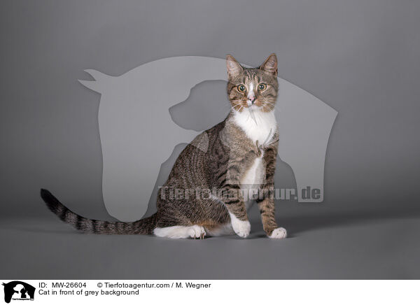 Cat in front of grey background / MW-26604