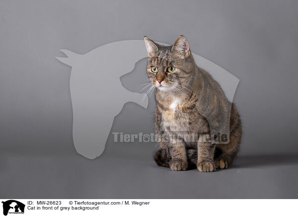 Katze vor grauem Hintergrund / Cat in front of grey background / MW-26623