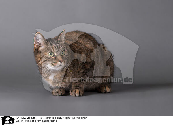 Katze vor grauem Hintergrund / Cat in front of grey background / MW-26625