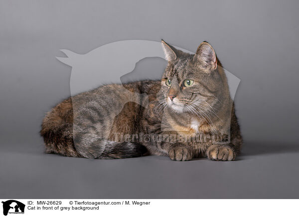 Katze vor grauem Hintergrund / Cat in front of grey background / MW-26629
