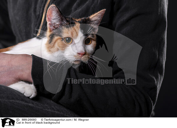 Cat in front of black background / MW-26680