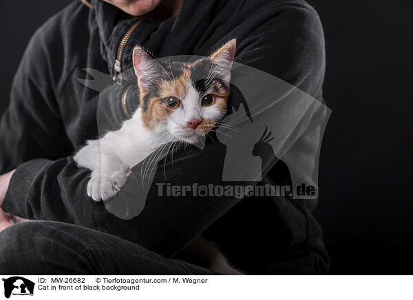 Cat in front of black background / MW-26682