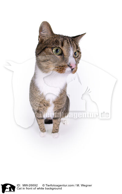 Cat in front of white background / MW-26692