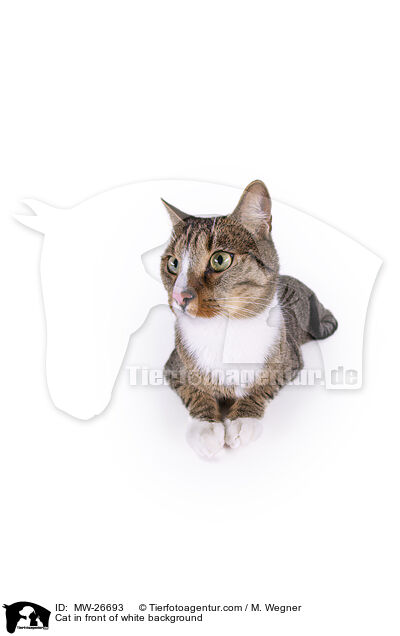 Cat in front of white background / MW-26693