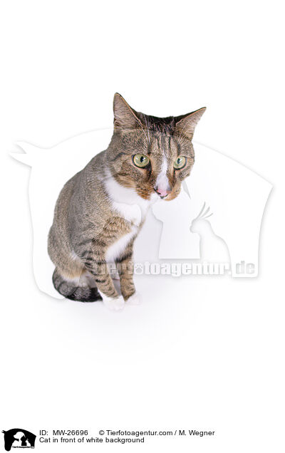 Cat in front of white background / MW-26696