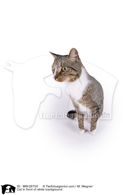 Cat in front of white background / MW-26700