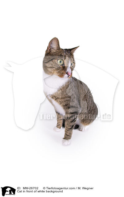 Cat in front of white background / MW-26702