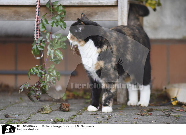 Schildpatt Katze / tortoiseshell cat / NS-06479