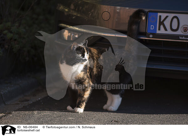 Schildpatt Katze / tortoiseshell cat / NS-06484