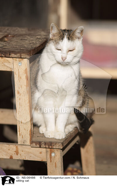 sitzende Katze / sitting cat / NS-06486
