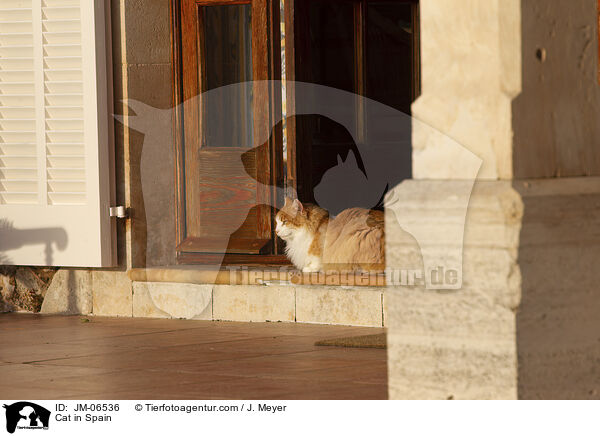 Katze in Spanien / Cat in Spain / JM-06536