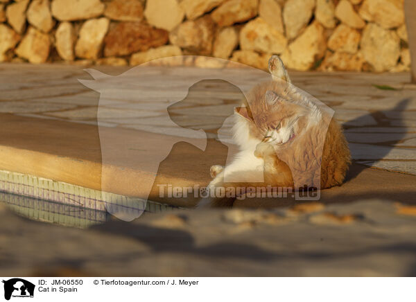 Katze in Spanien / Cat in Spain / JM-06550