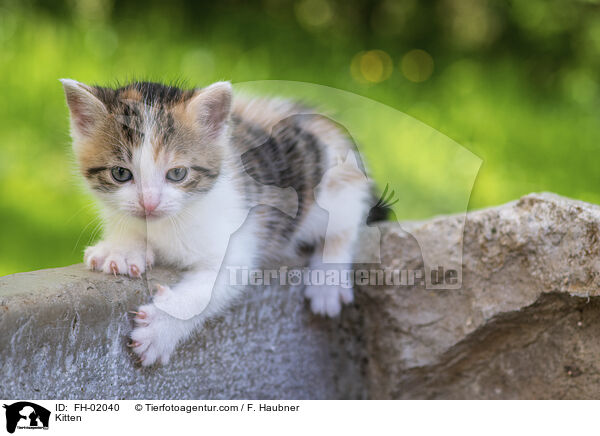 Ktzchen / Kitten / FH-02040