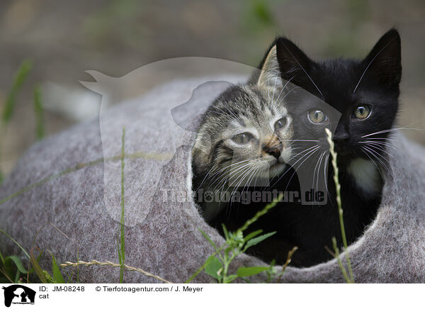 Katze / cat / JM-08248