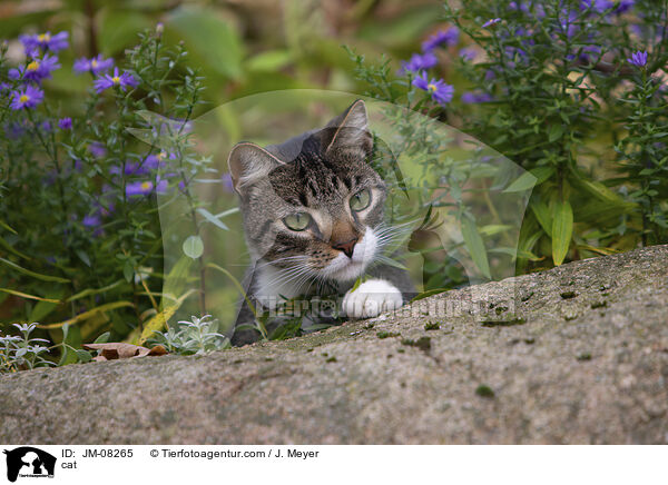 Katze / cat / JM-08265