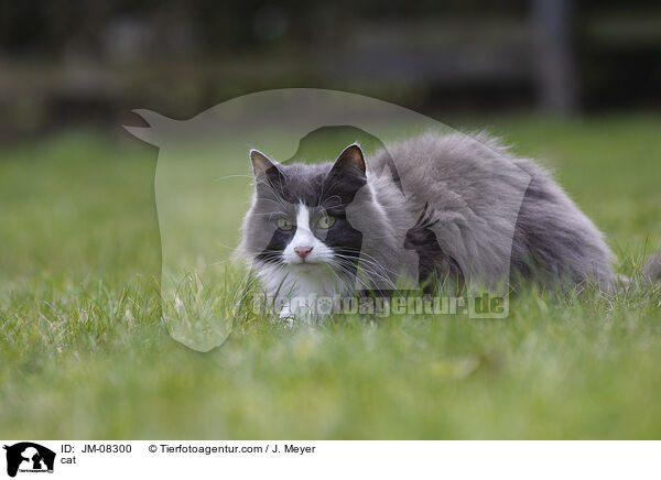 Katze / cat / JM-08300