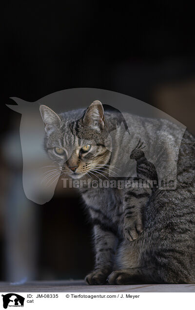 Katze / cat / JM-08335