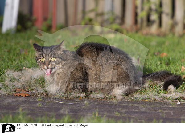 Katze / cat / JM-08379