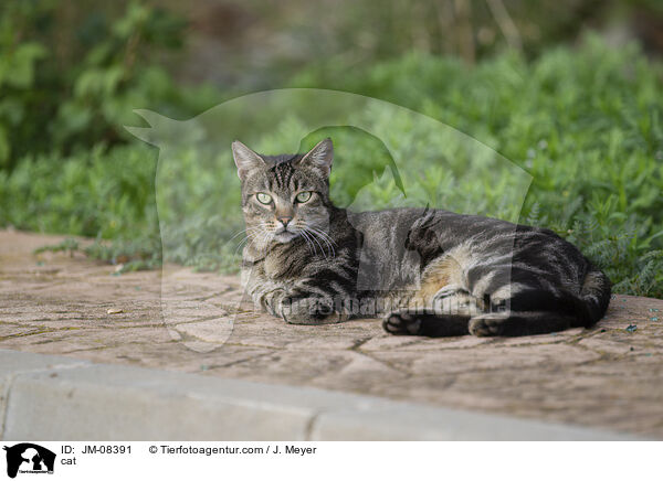 Katze / cat / JM-08391
