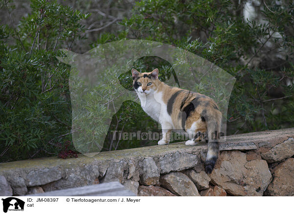 Katze / cat / JM-08397