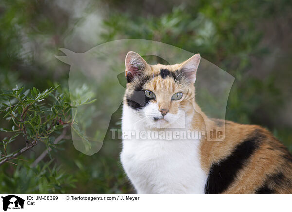 Katze / Cat / JM-08399