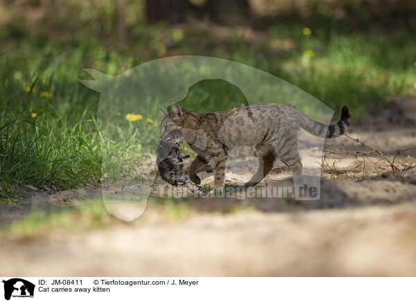 Katze trgt Ktzchen weg / Cat carries away kitten / JM-08411