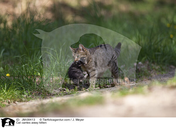 Katze trgt Ktzchen weg / Cat carries away kitten / JM-08413