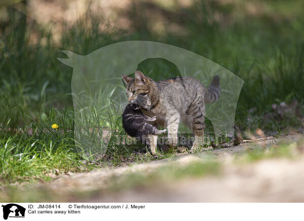 Katze trgt Ktzchen weg / Cat carries away kitten / JM-08414