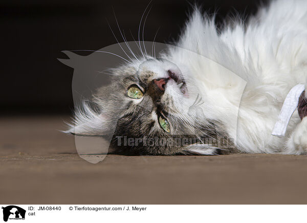 Katze / cat / JM-08440