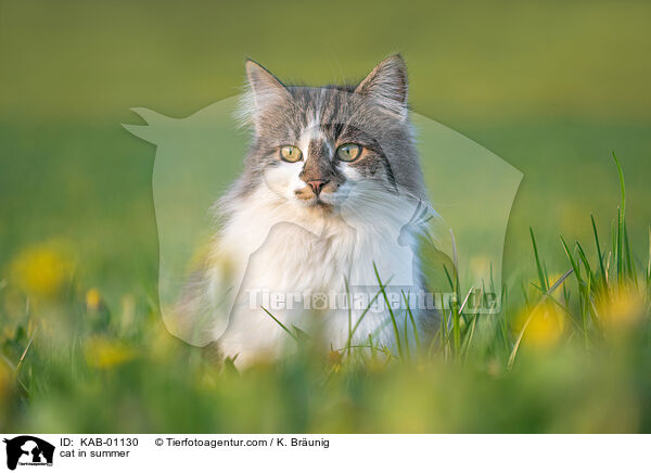 Katze im Sommer / cat in summer / KAB-01130