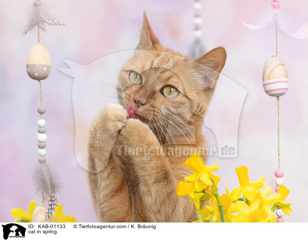 Katze im Frhling / cat in spring / KAB-01133