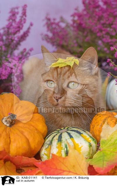 Katze im Herbst / cat in autumn / KAB-01141