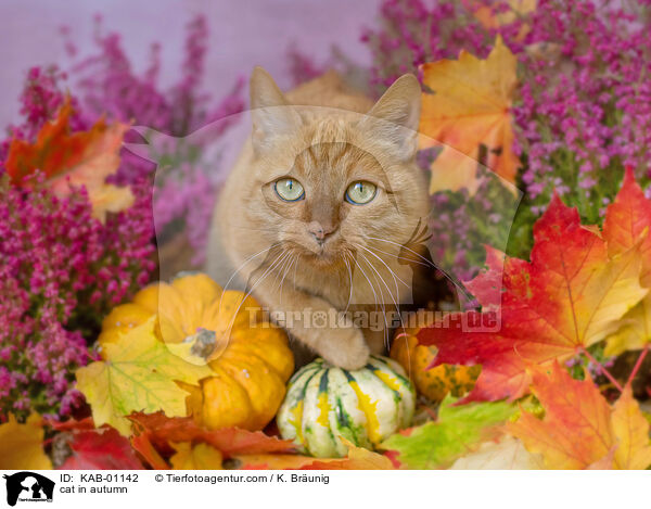 Katze im Herbst / cat in autumn / KAB-01142