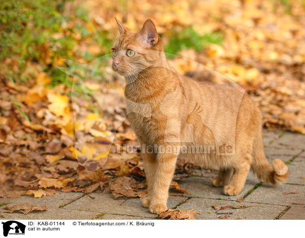 Katze im Herbst / cat in autumn / KAB-01144