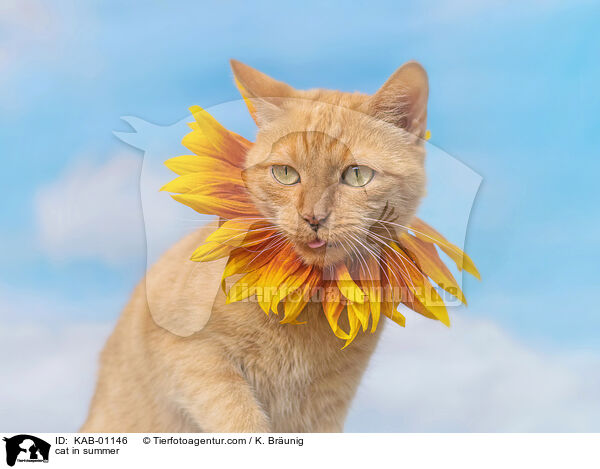 Katze im Sommer / cat in summer / KAB-01146