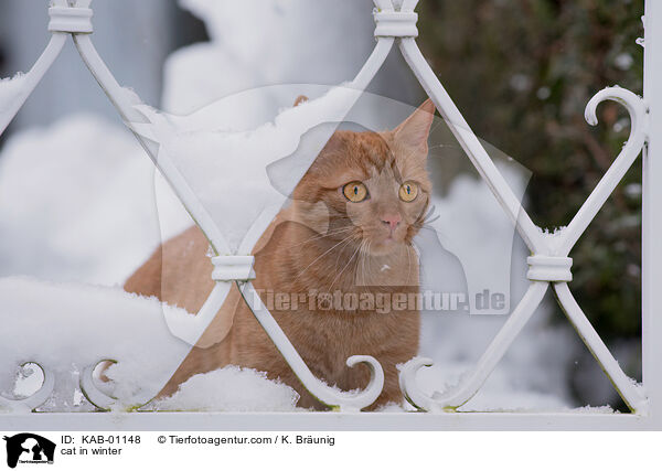 Katze im Winter / cat in winter / KAB-01148