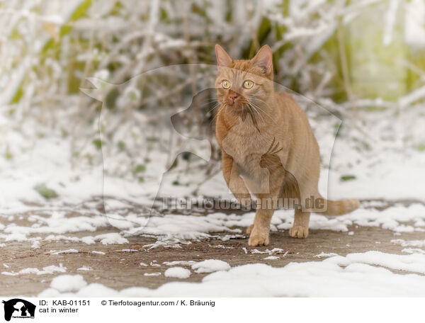 Katze im Winter / cat in winter / KAB-01151
