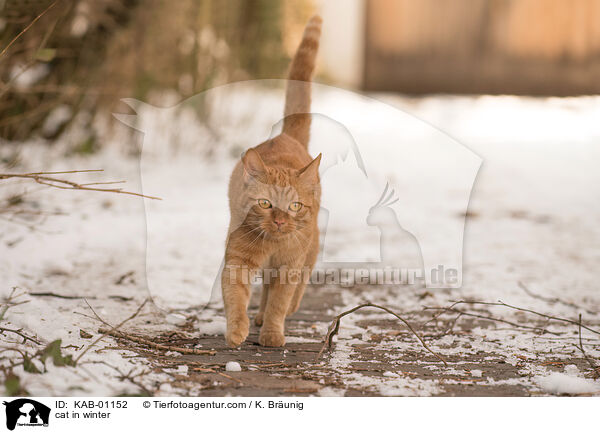 Katze im Winter / cat in winter / KAB-01152