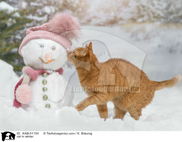 Katze im Winter / cat in winter / KAB-01154