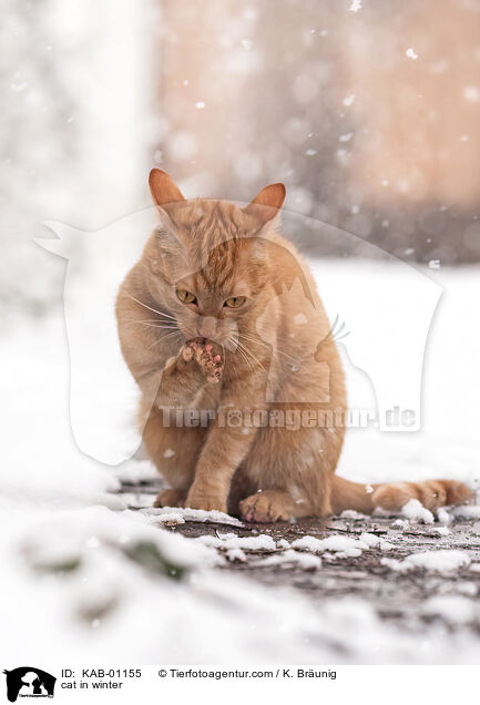 Katze im Winter / cat in winter / KAB-01155