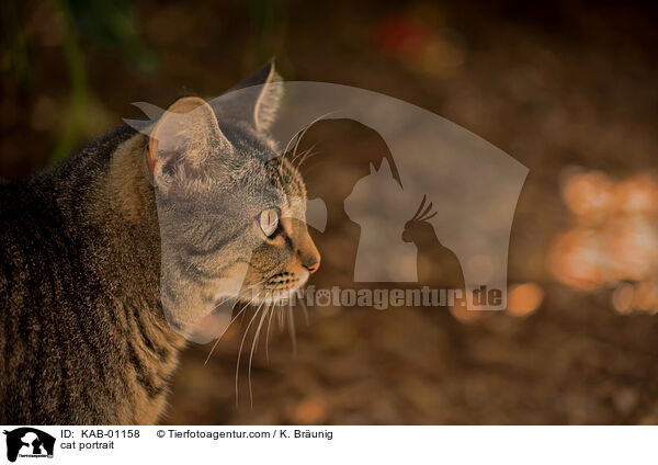 cat portrait / KAB-01158