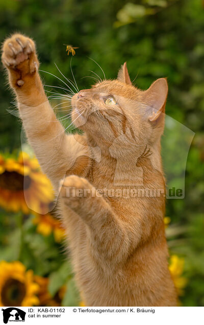 Katze im Sommer / cat in summer / KAB-01162