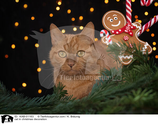 Katze mit Weihnachtsdekoration / cat in christmas decoration / KAB-01163