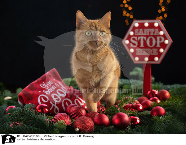 Katze mit Weihnachtsdekoration / cat in christmas decoration / KAB-01166