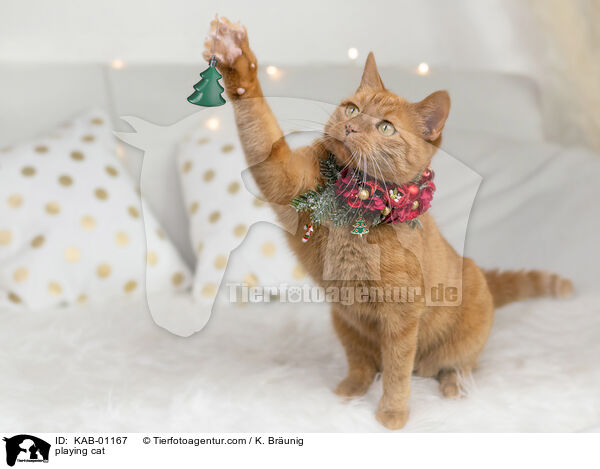 spielende Katze / playing cat / KAB-01167