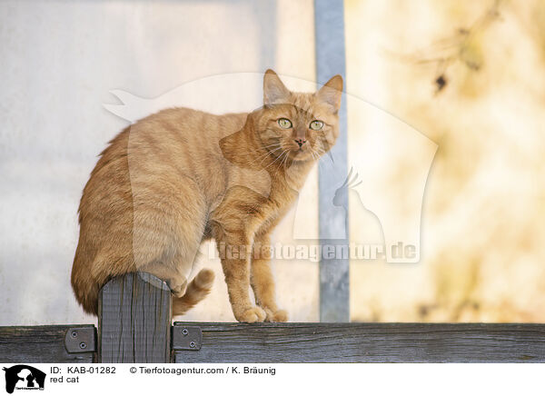 rote Katze / red cat / KAB-01282